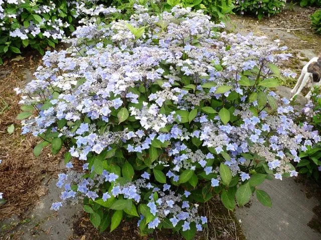Miyama-yae-murasaki hortensia serrata godet double