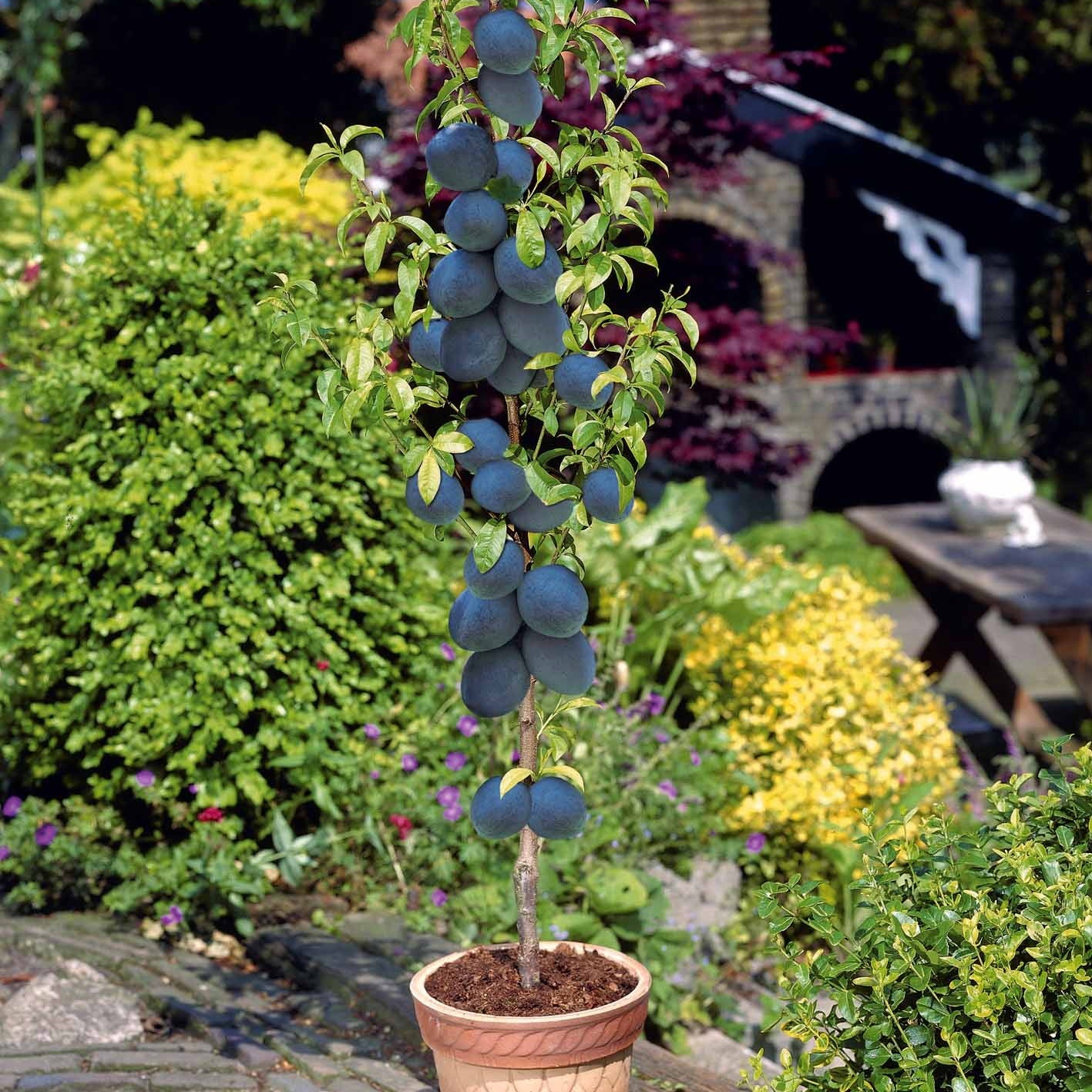 Bakker Collection 4 mini-fruitiers arbre nain pot Ø 9cm