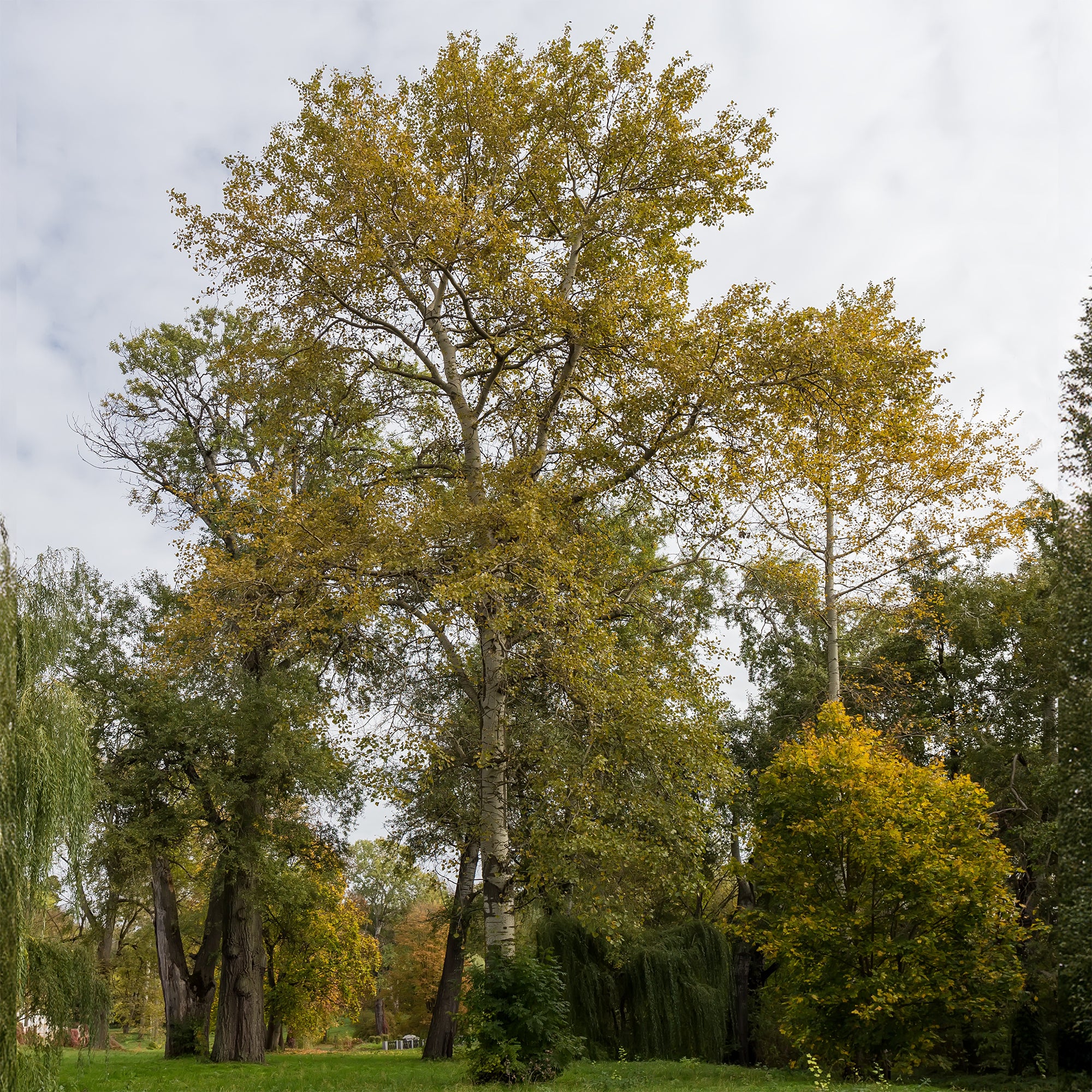 Bakker Populus tremula peuplier pot 80-100cm