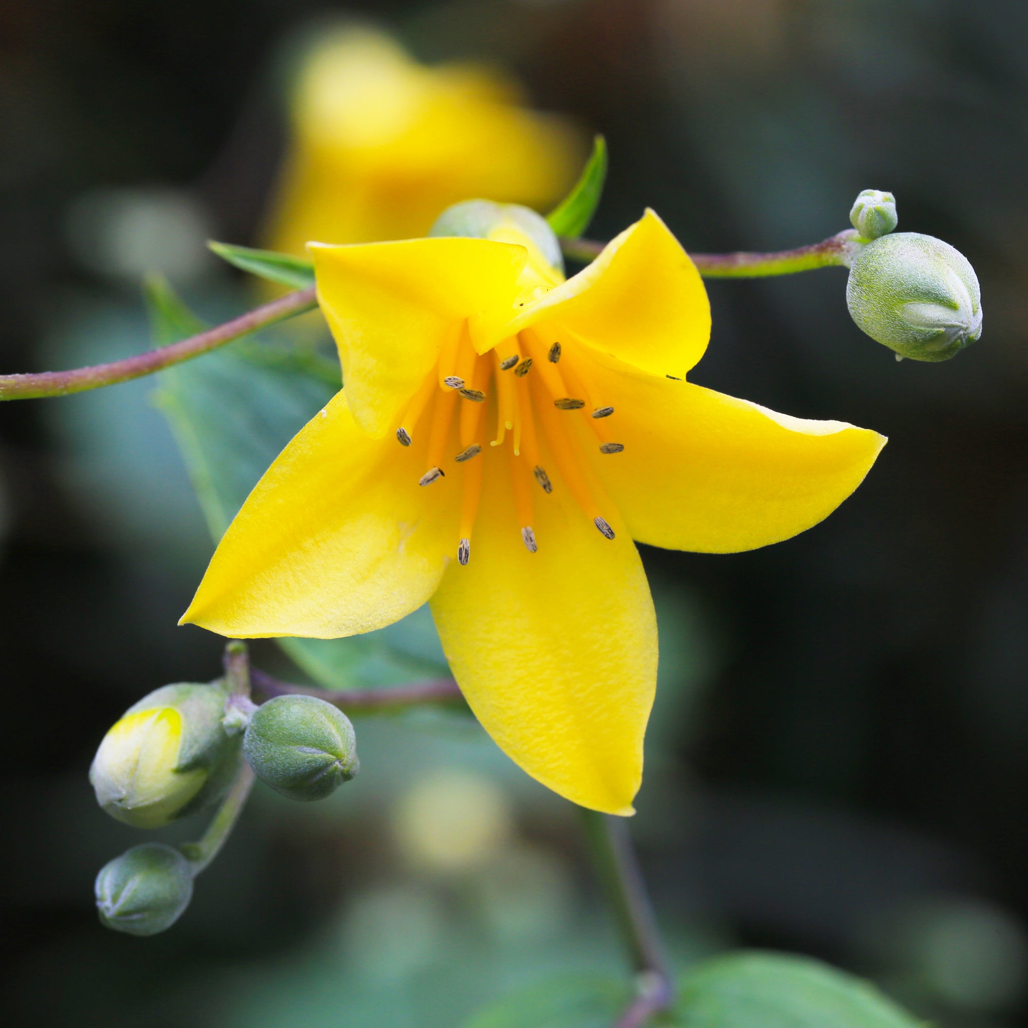 Bakker Fleur de cire Kirengeshoma vivace jaune pot Ø 9 cm