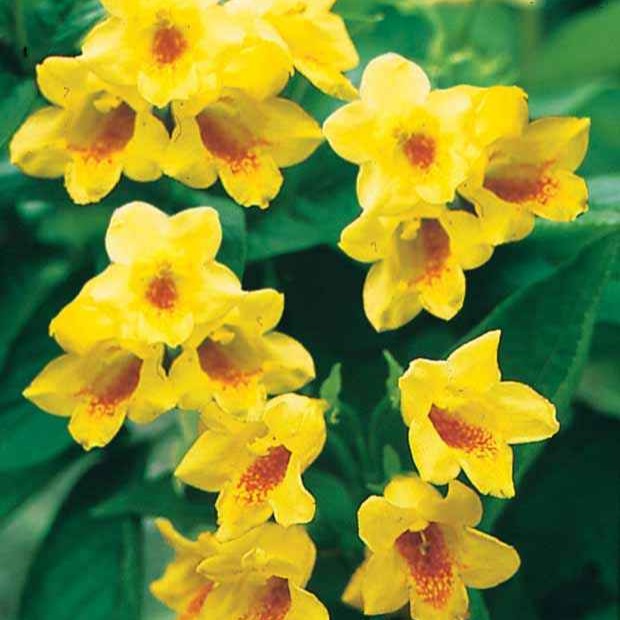 Bakker Weigelia jaune arbuste fleur jaune pot Ø9cm