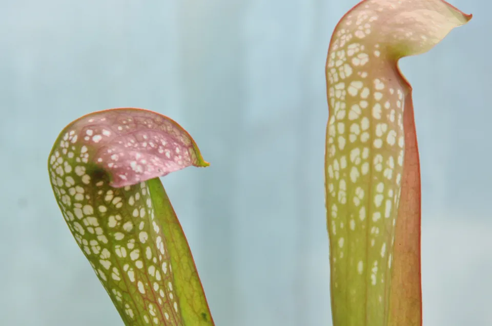 Carniflore Sarracenia x fake judy plante carnivore blanche 40/50cm