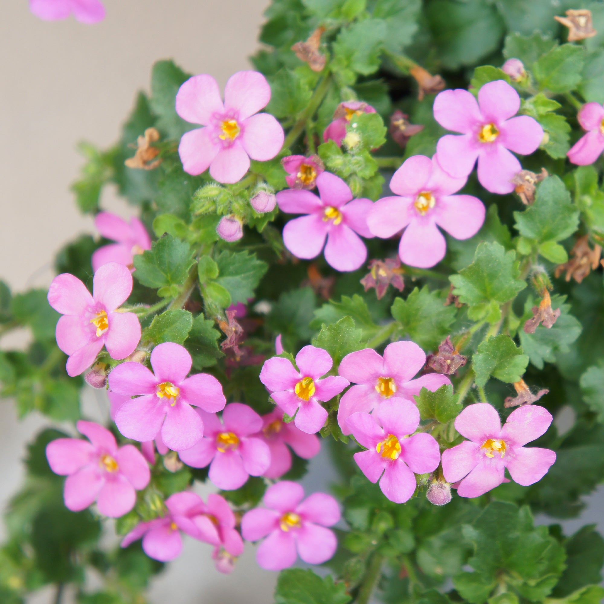 Bakker Bacopa rose plante retombante pot 10,5cm floraison continue