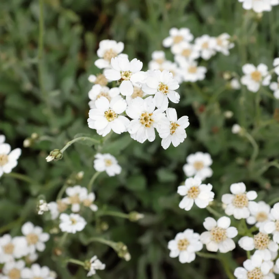 Bakker Plantes vivaces Achillée ombelle blanche pot 9cm soleil