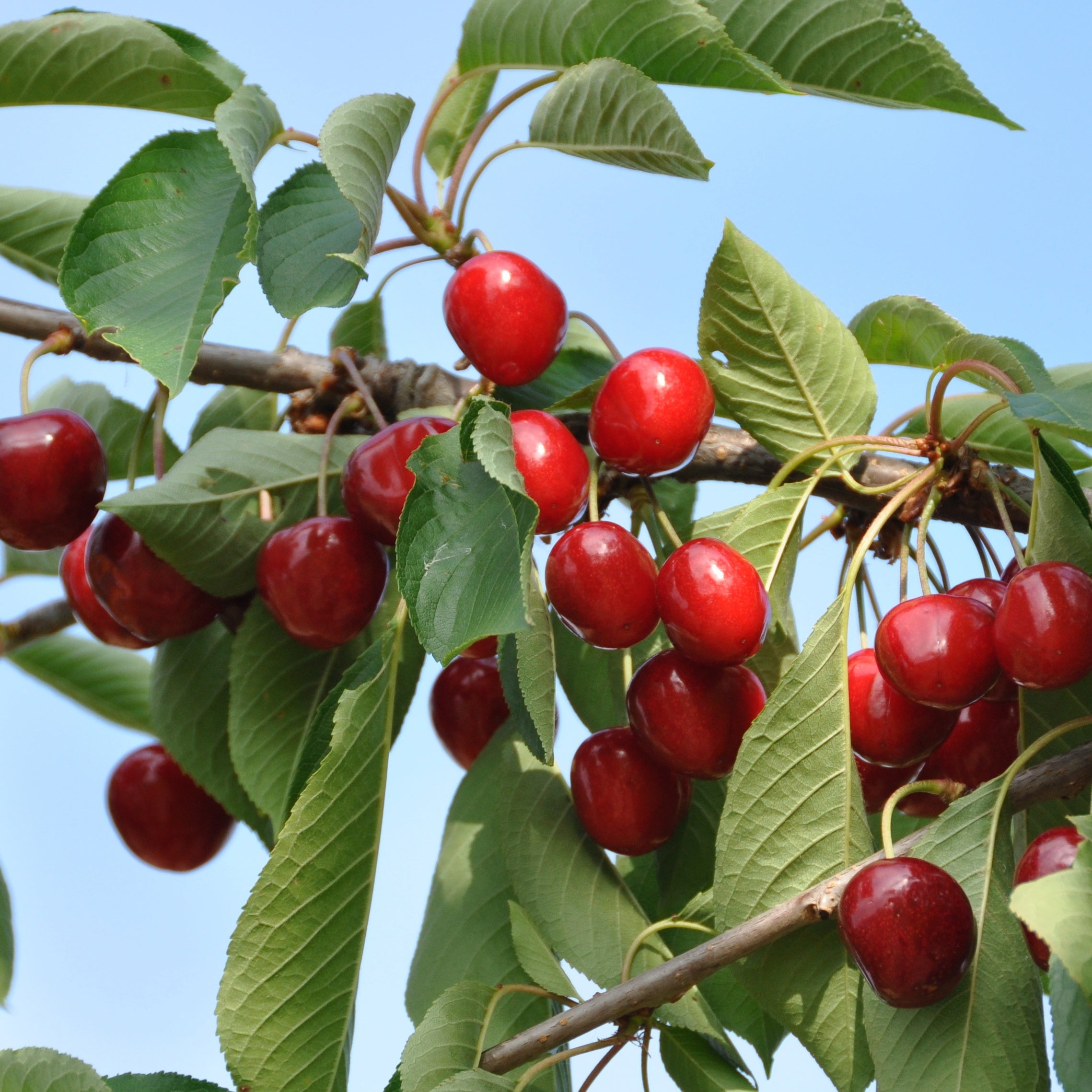 Bakker Fruitiers Collection Cerisiers Bigarreau Van Summit arbre 90-130cm