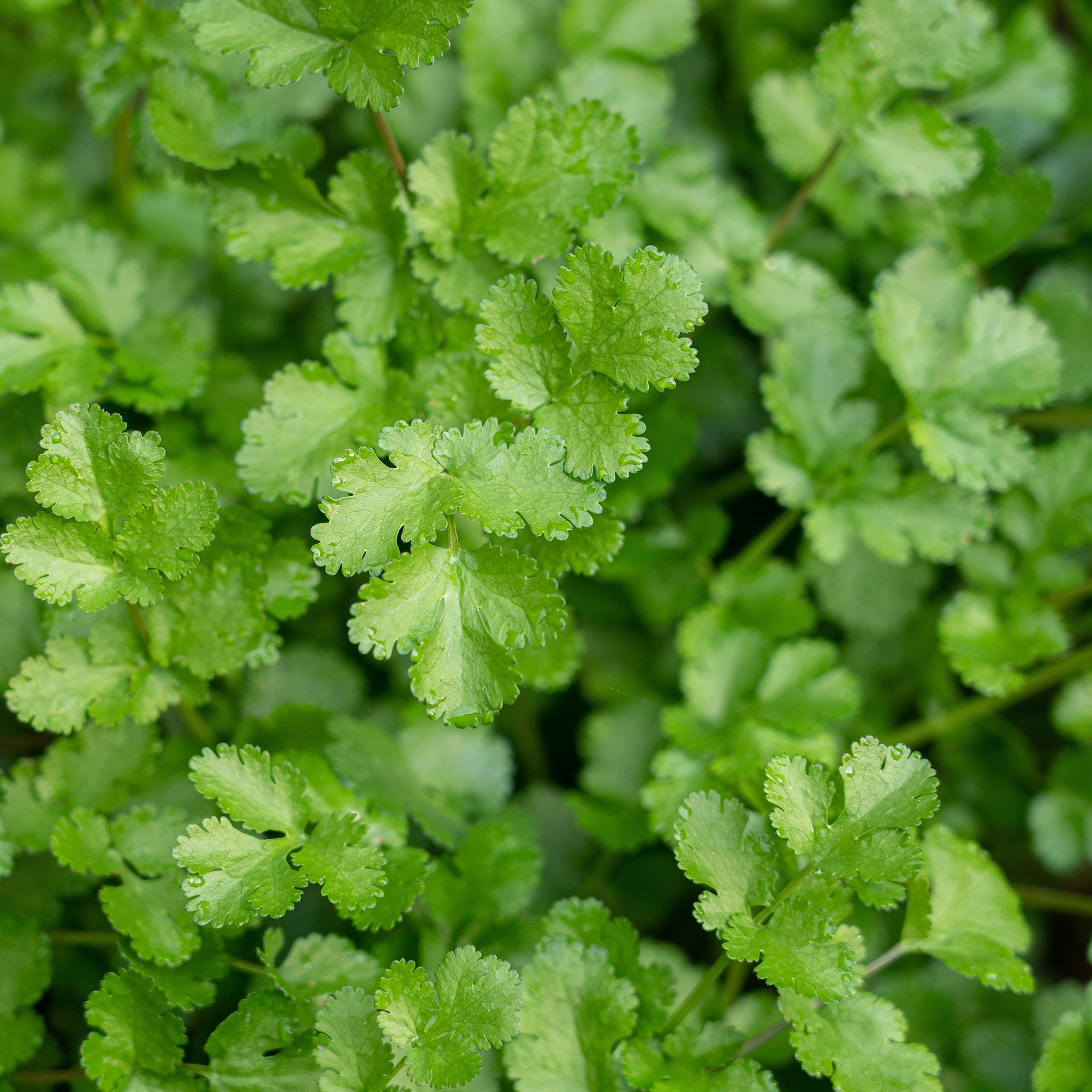 Bakker Coriandre lente à monter sachet 3g herbe aromatique