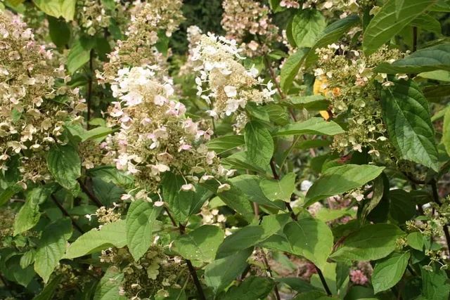 Les Hortensias du Haut Bois Véra hortensia paniculata blanc