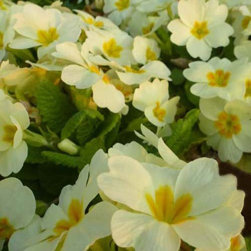 Bakker Primevère des jardins plante vivace pot 9cm blanc