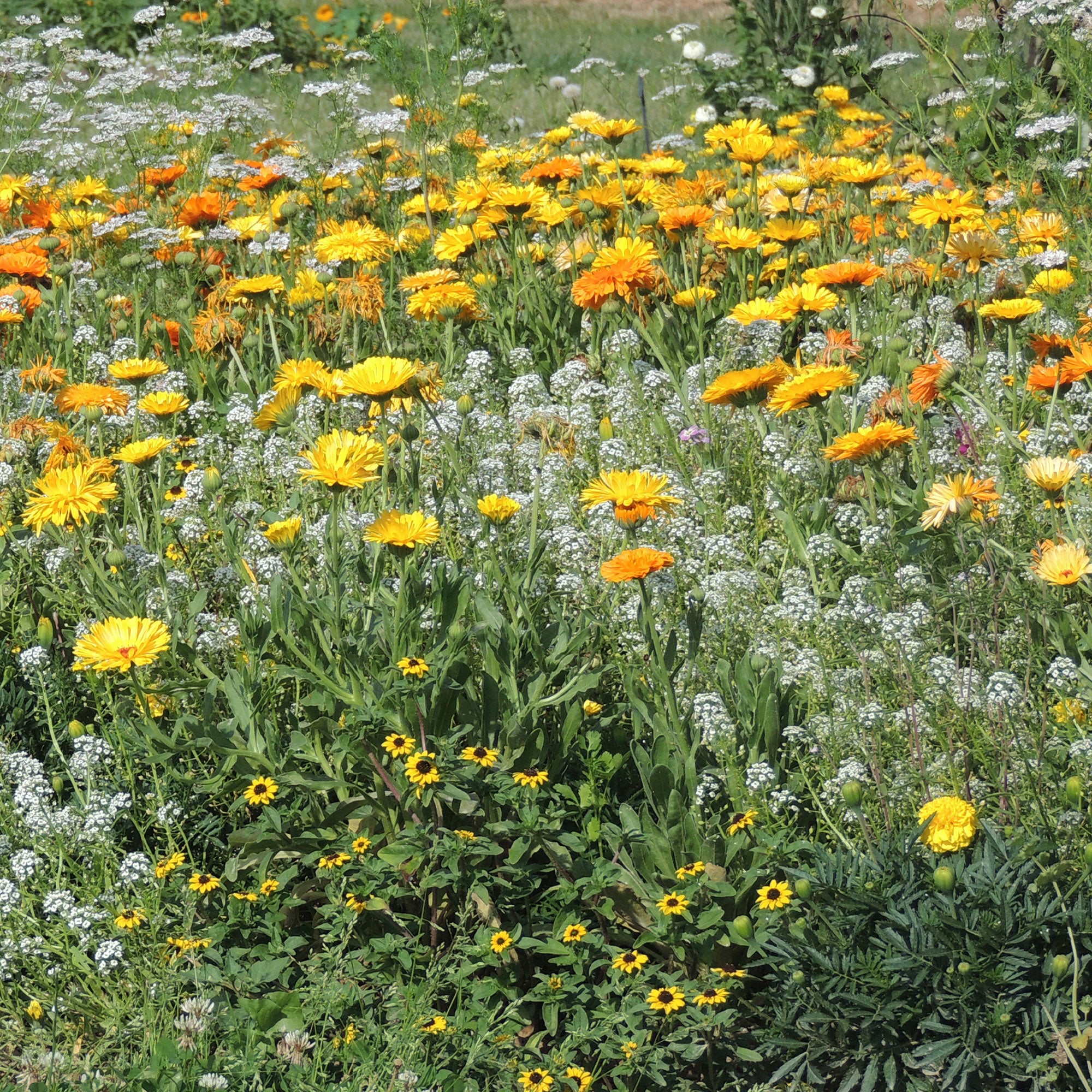 Bakker Mélange fleurs anti-pucerons sachet 15g 5m²