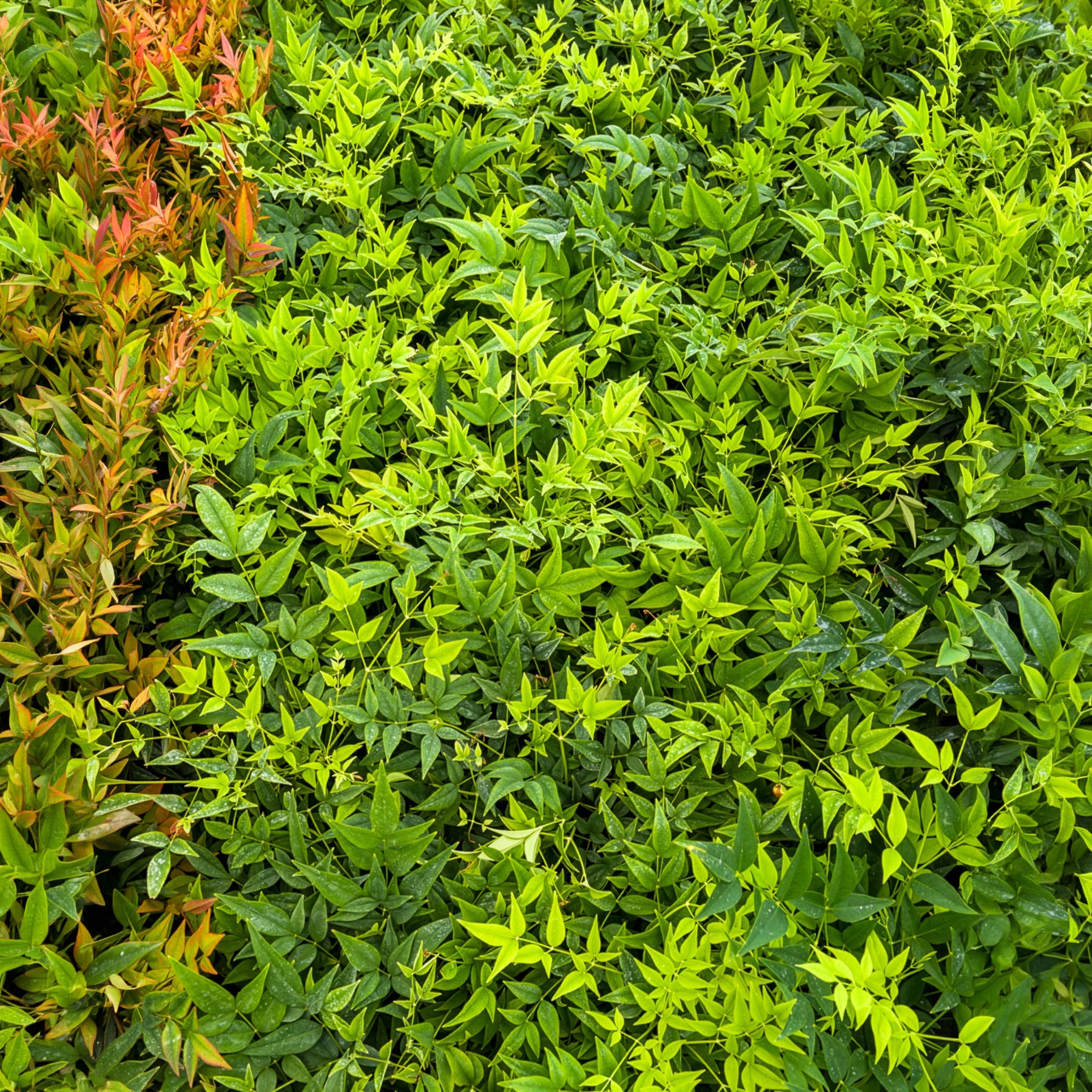 Bakker Nandina Magical Lemon Lime arbuste pot Ø 9cm