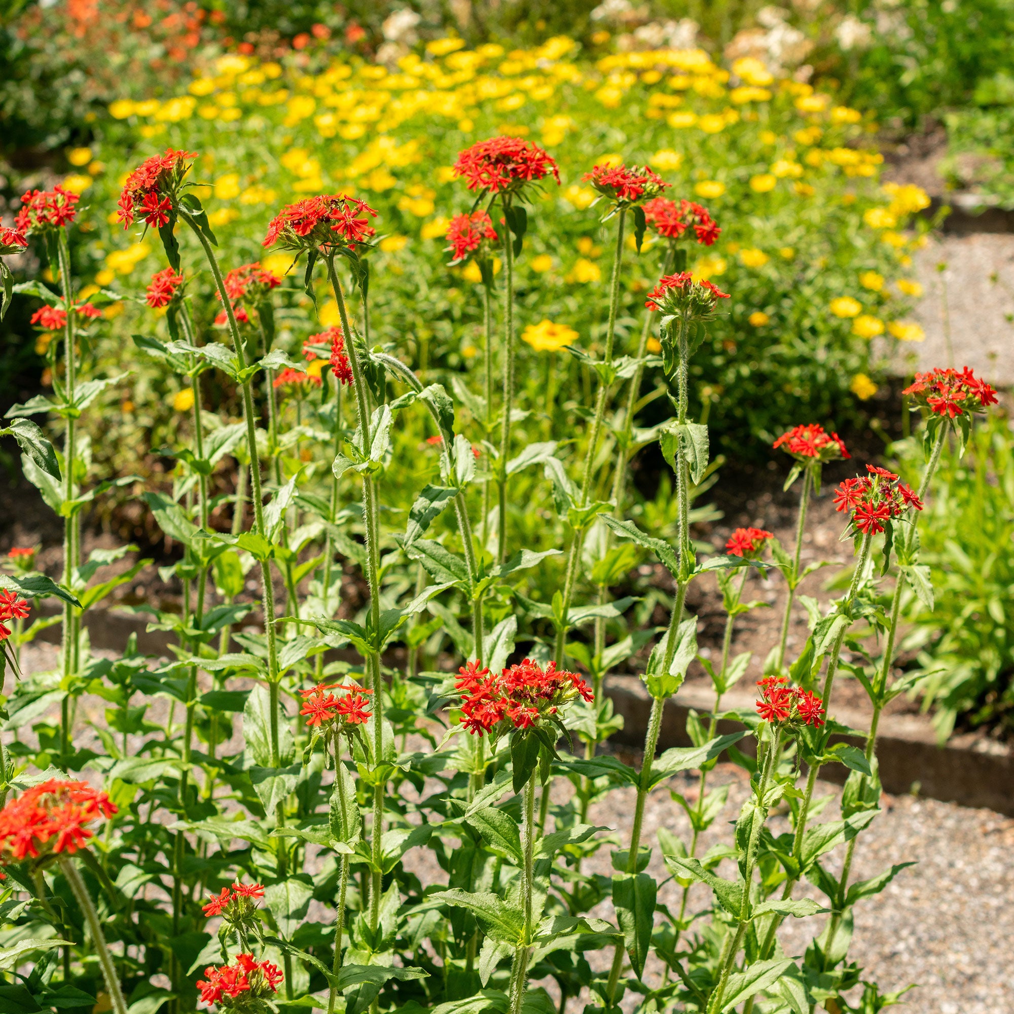 Bakker Croix de Jérusalem lychnis rouge sachet 0,2g