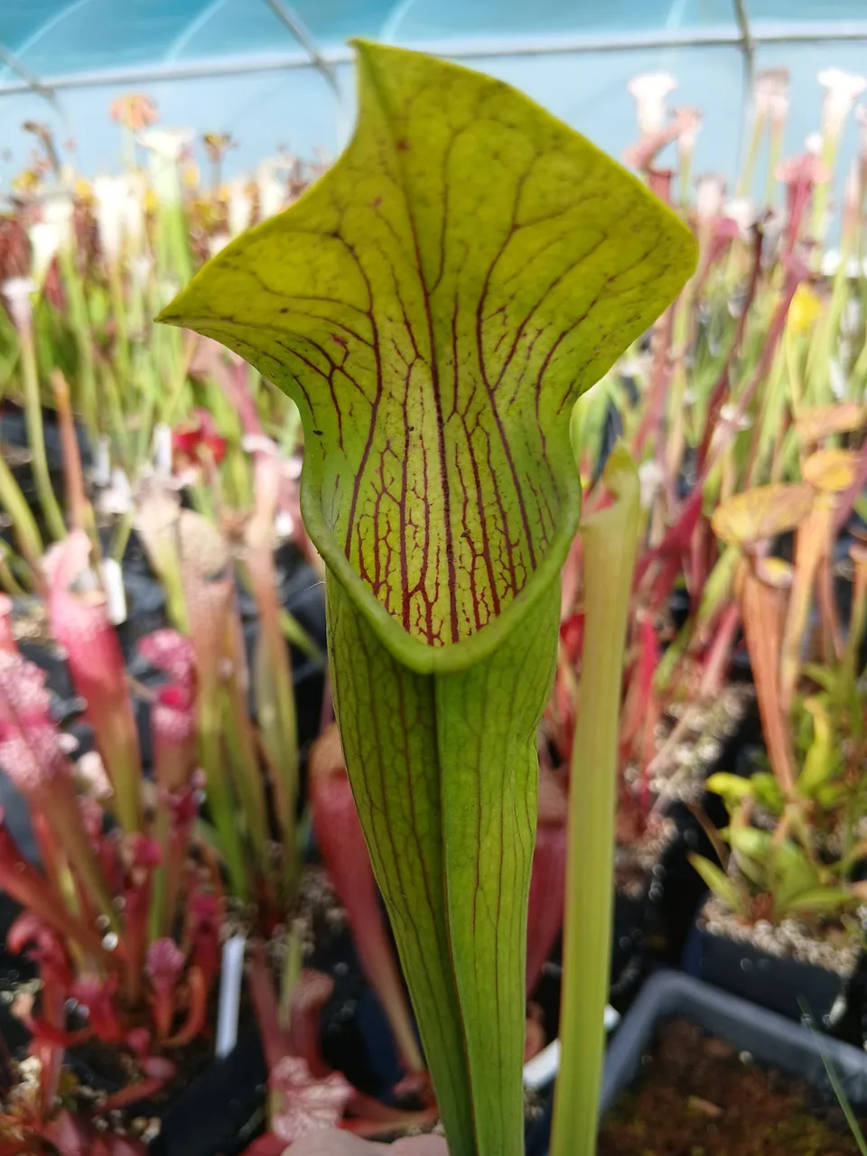 Carniflore Sarracenia alata Stone Co MS plante carnivore 1 pousse