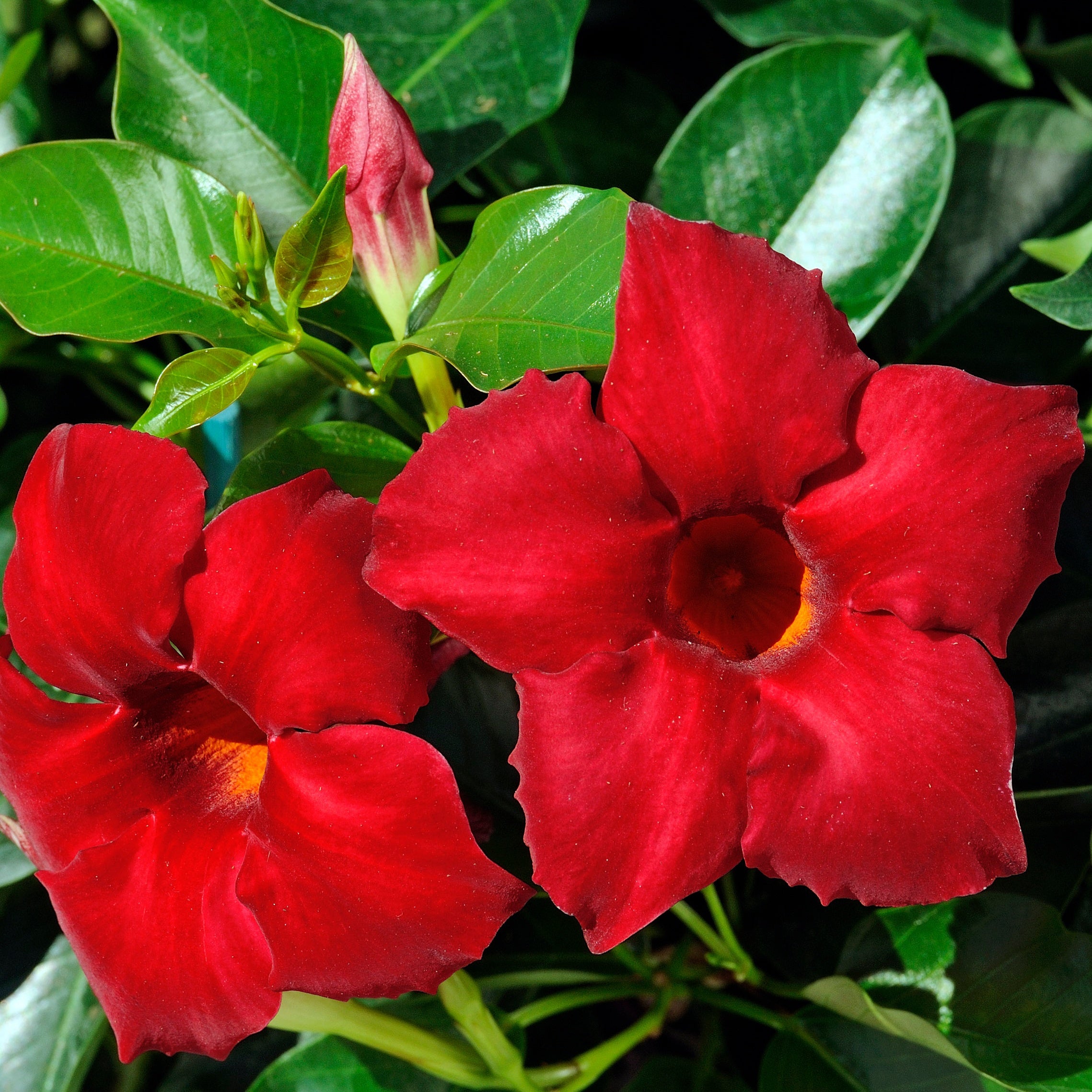Bakker Jasmin Brésil Dipladénia pot 10,5cm rouge été