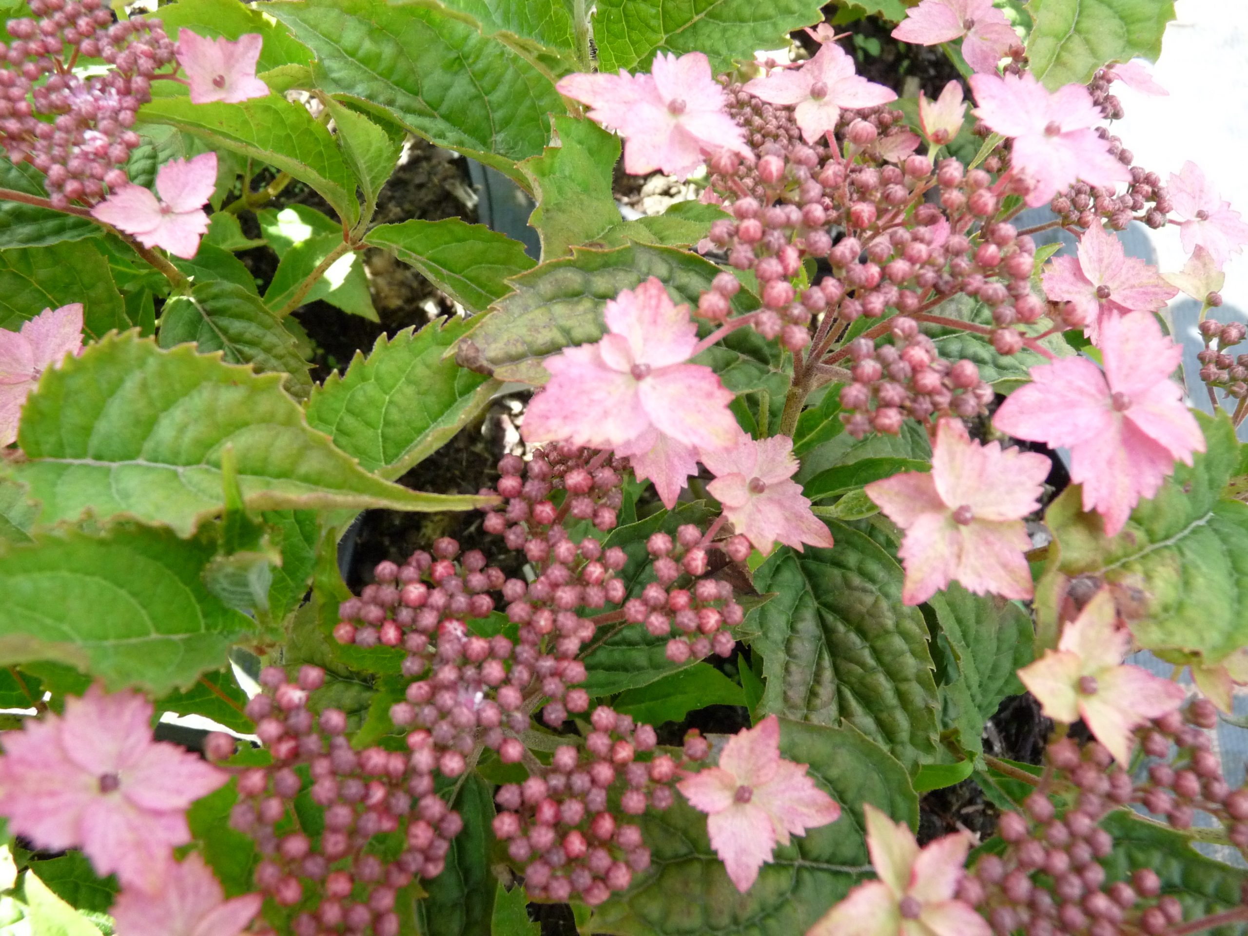 Les Hortensias du Haut Bois Issusai Jaku hortensia serrata blanc godet