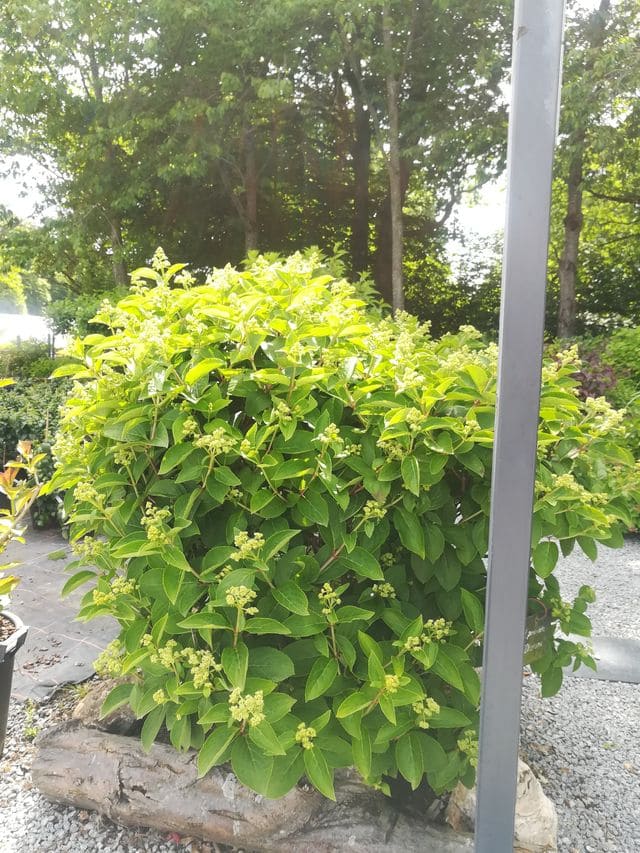 Les Hortensias du Haut Bois Hydrangea paniculata Dharuma hortensia panicule