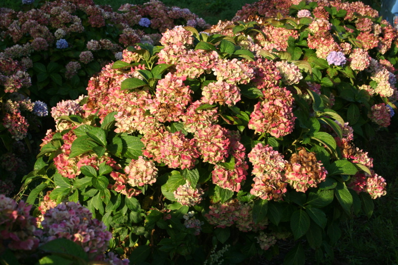 Les Hortensias du Haut Bois Marie Claire hortensia boule godet