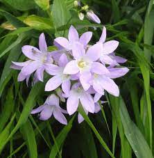 Passion Vivaces Campanula Loddon Anna plante godet rose lilas