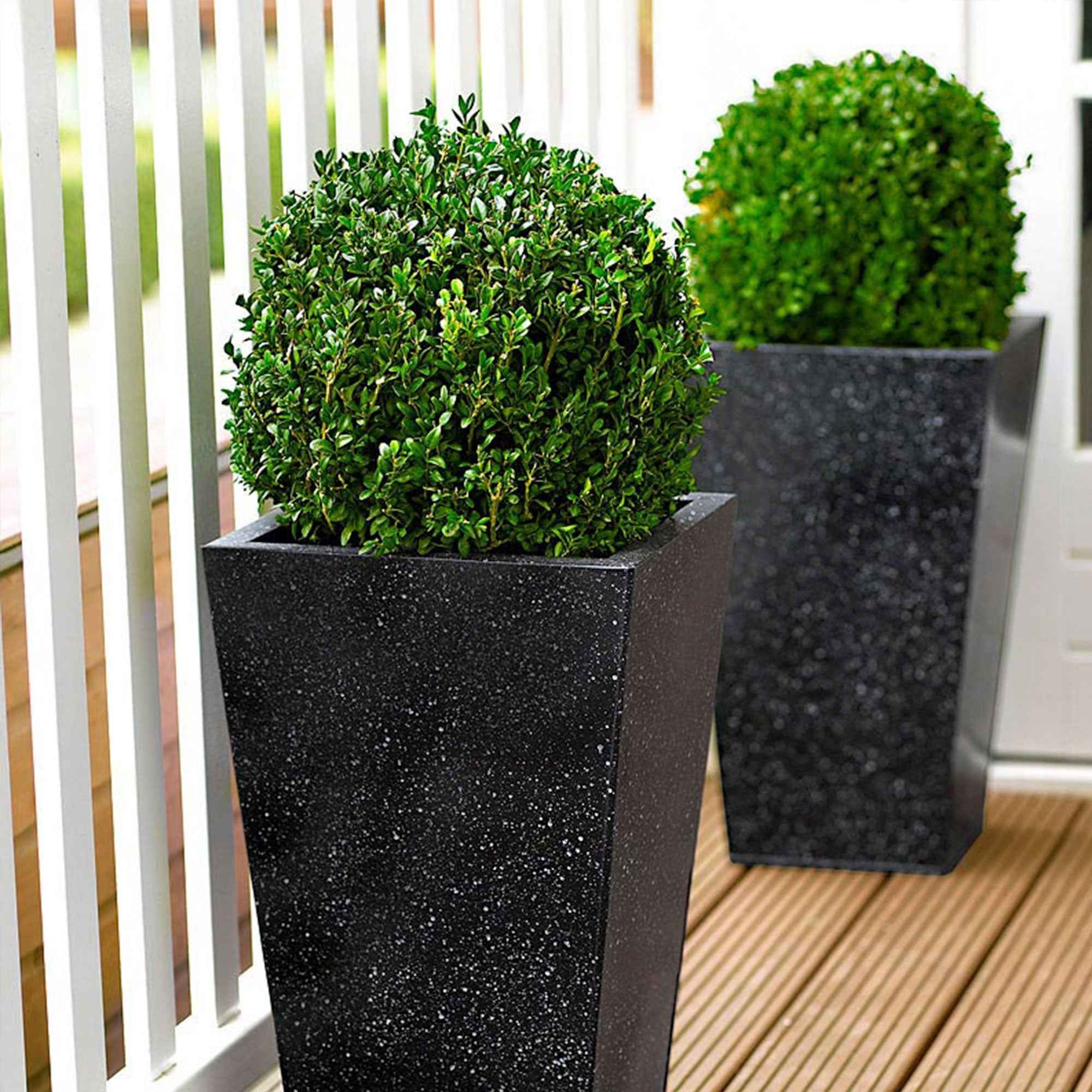 Bakker Buis boule Buxus pot 2L persistant 20 cm