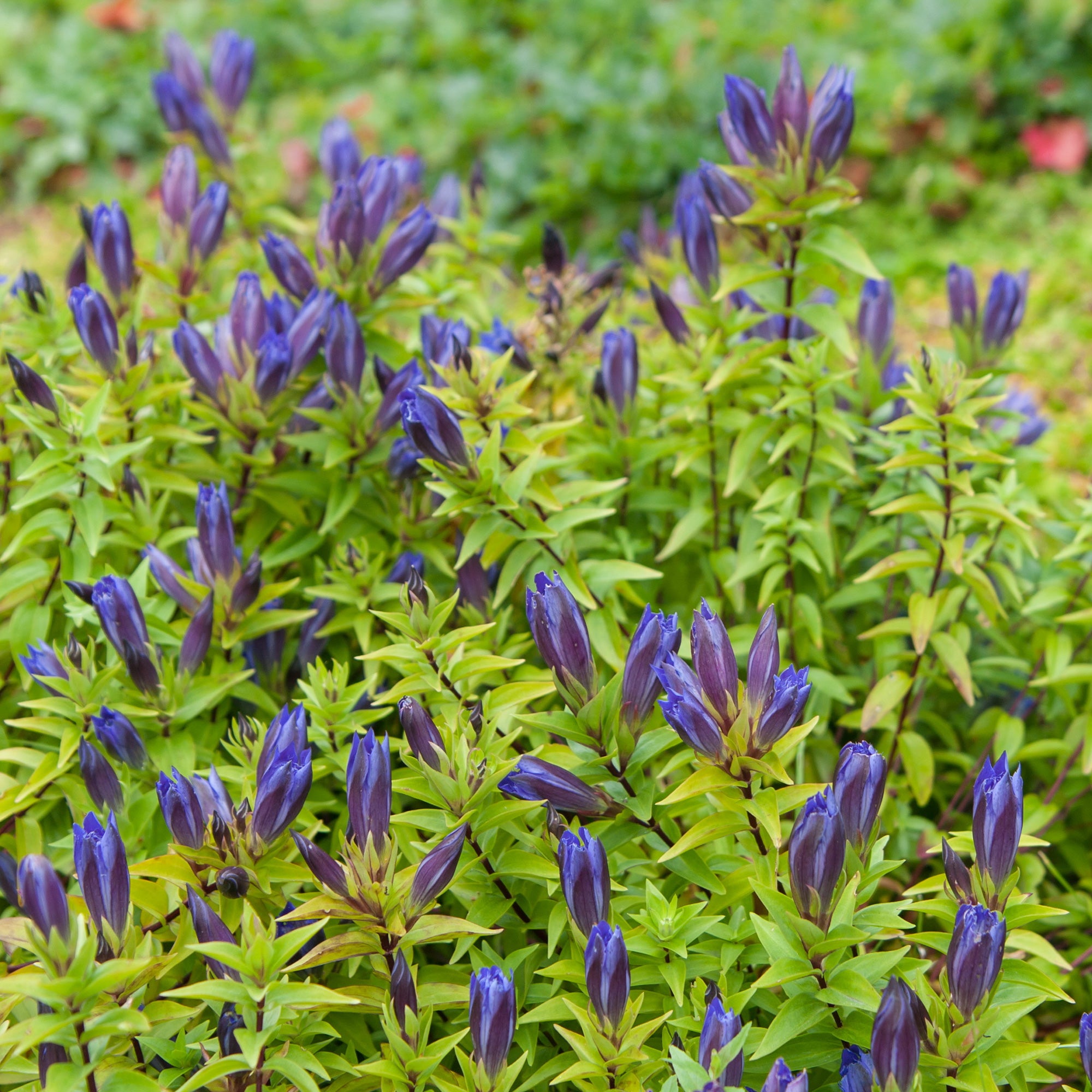 Bakker Gentiane chinoise d'automne vivace bleue 2 pots Ø9cm