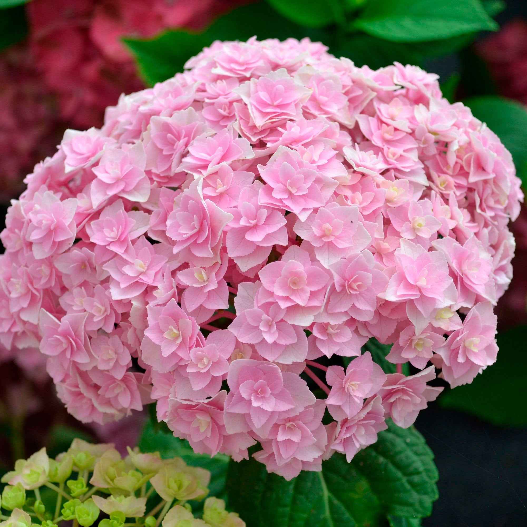 Bakker Hortensia Doppio Nuvola arbuste pot 1,5L bleu