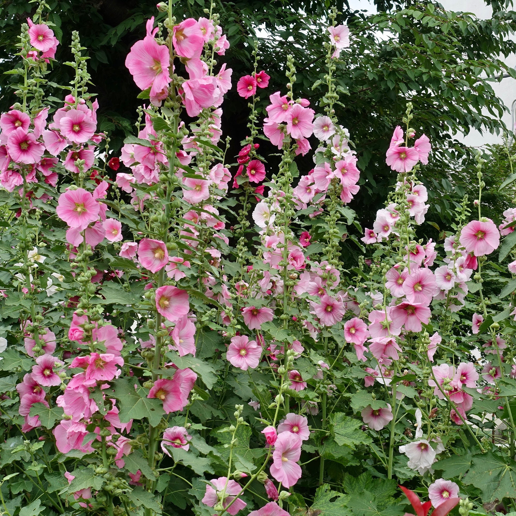 Bakker Rose trémière Alcea rosea pot 8cm soleil
