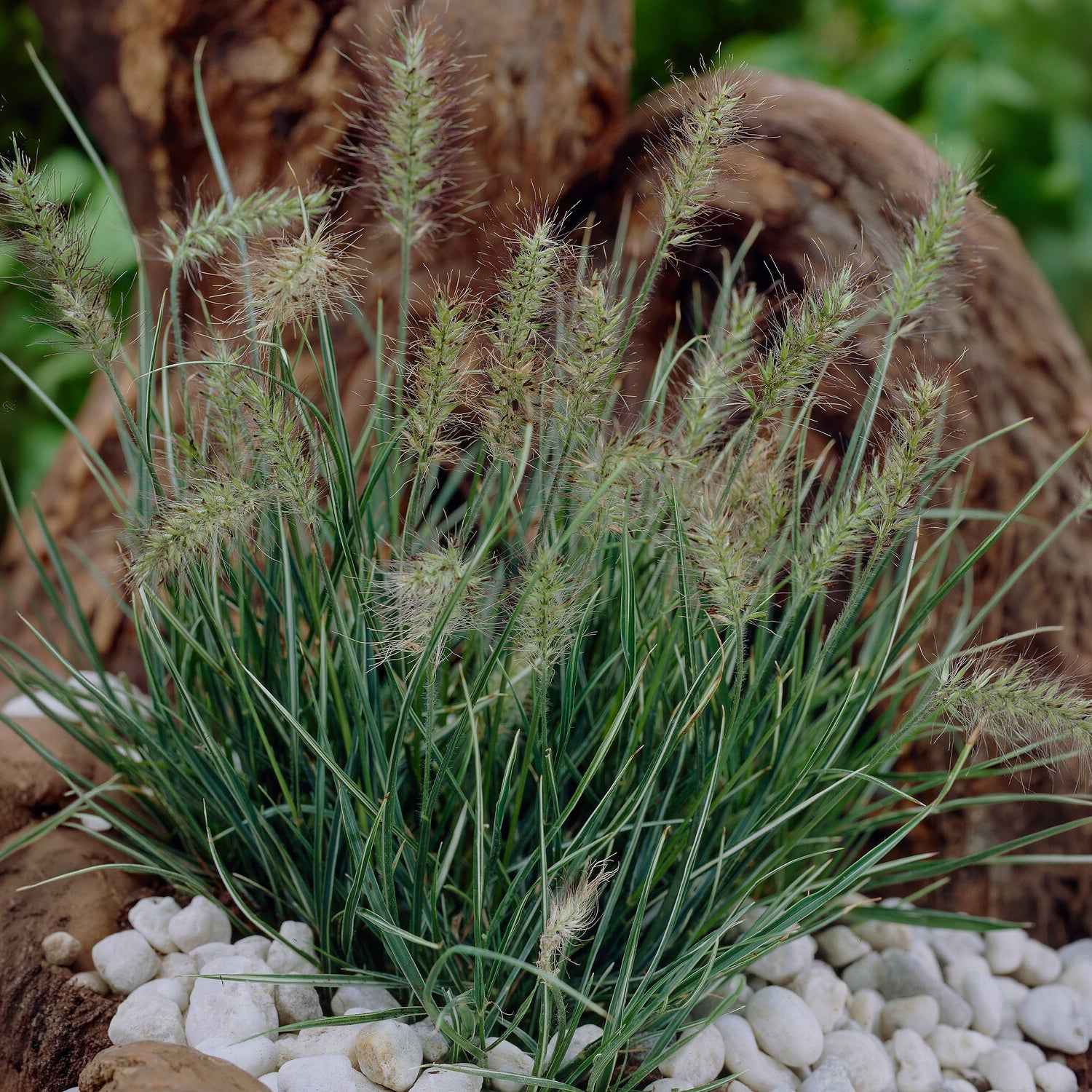 Bakker Pennisetum Little Honey graminée dorée pot Ø 9 cm