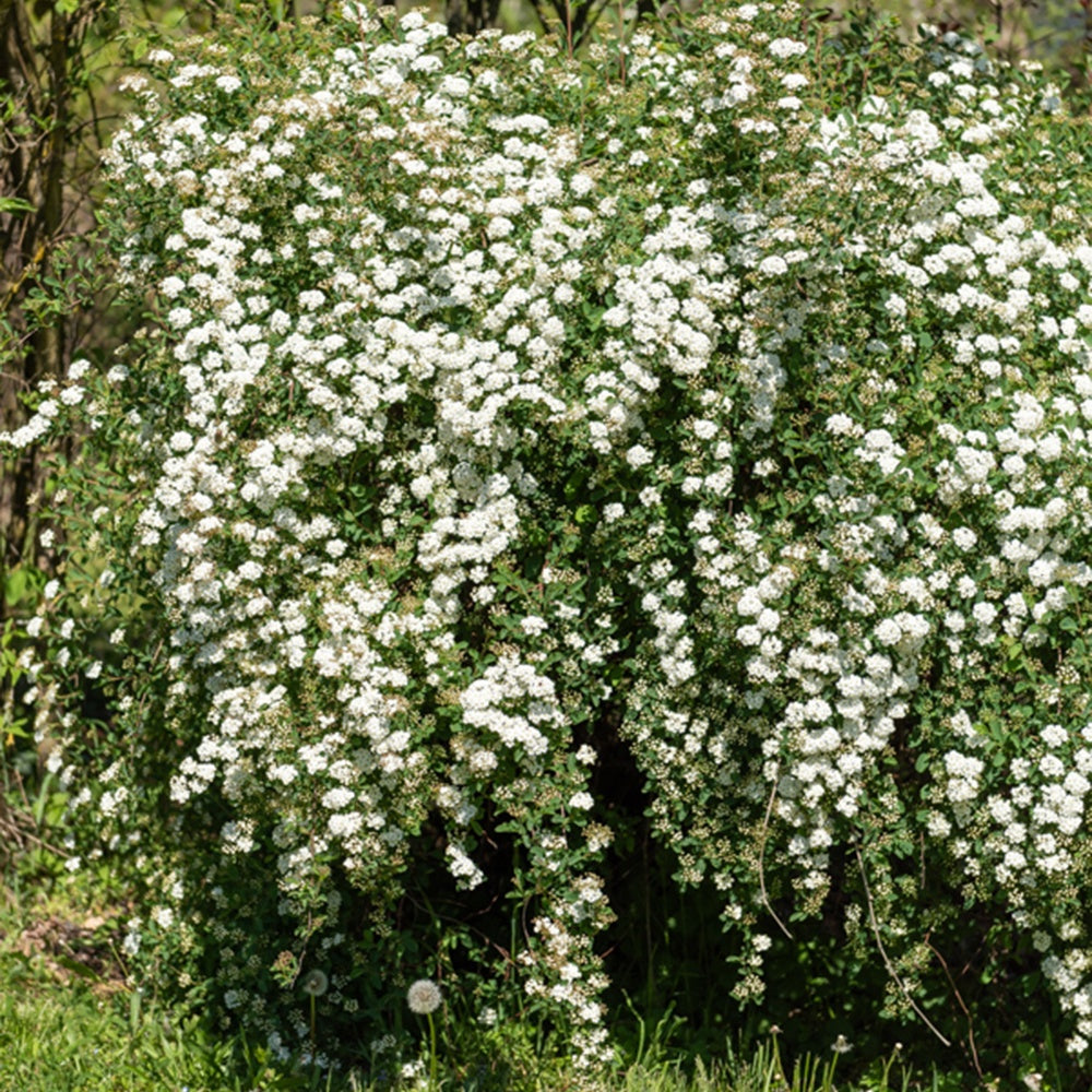 Bakker Spirée de Vanhoutte arbuste pot 1,5L 30-40cm fleurs blanches