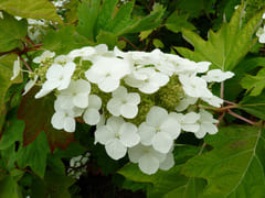 Les Hortensias du Haut Bois Burgundy hortensia quercifolia godet