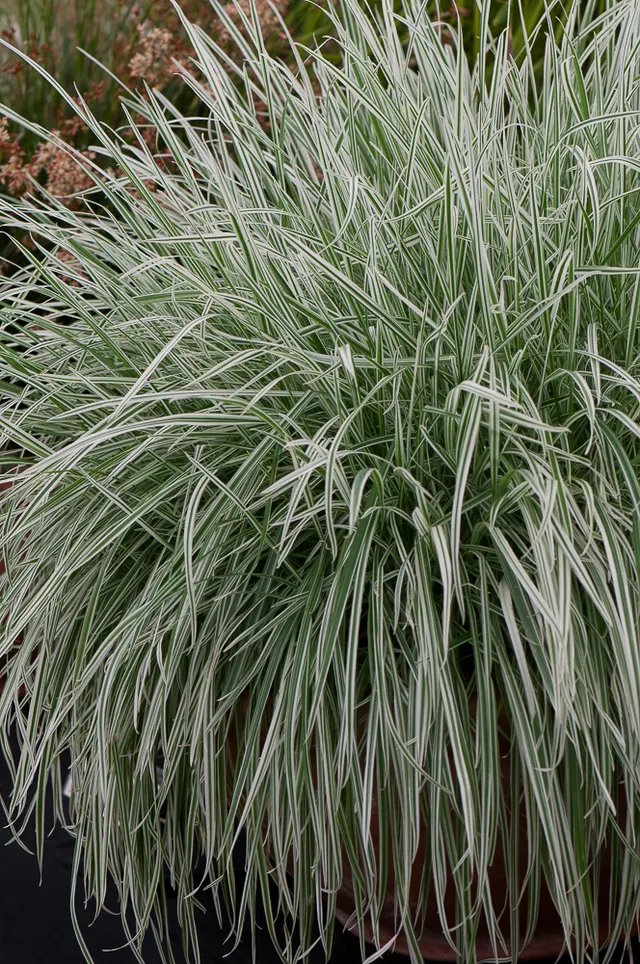 Passion Vivaces Arrhenatherum elatius Variegatum graminée godet panaché