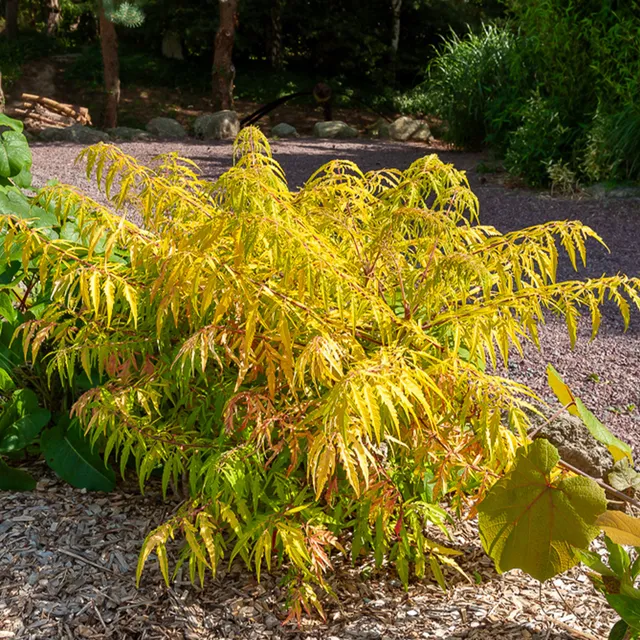 Bakker Arbustes Sumac de Virginie Tiger Eyes arbuste pot 4L doré