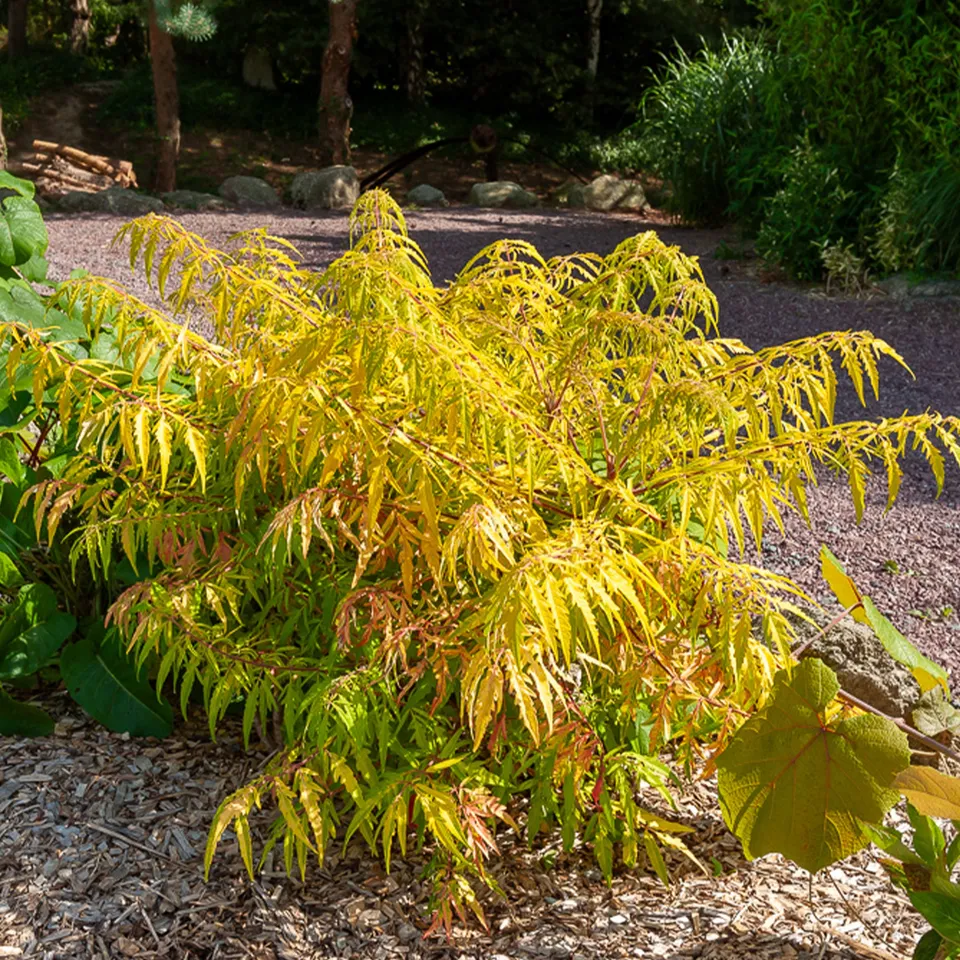 Bakker Arbustes Sumac de Virginie Tiger Eyes arbuste pot 4L doré
