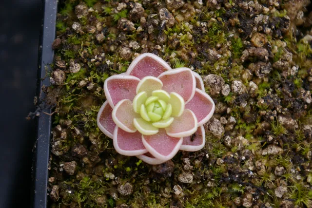 Carniflore Pinguicula esseriana plante carnivore rosette rose