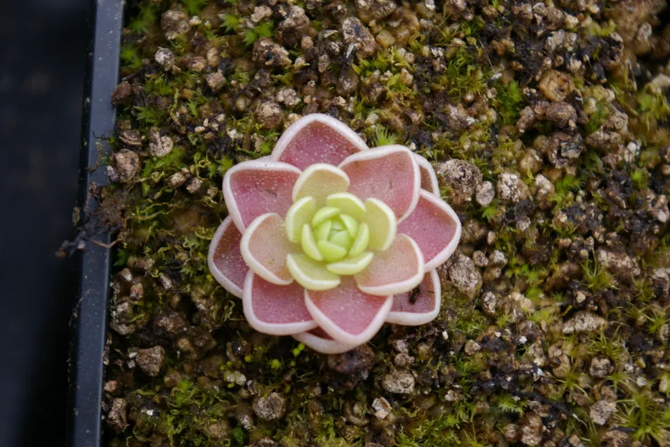 Carniflore Pinguicula esseriana plante carnivore rosette rose