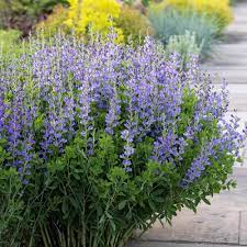 Passion Vivaces BAPTISIA australis plante vivace pot 1L épi bleu