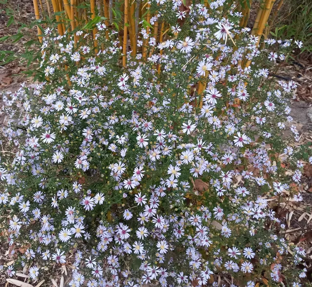 Passion Vivaces Aster cordifolius White Chief plante 1 L blanc