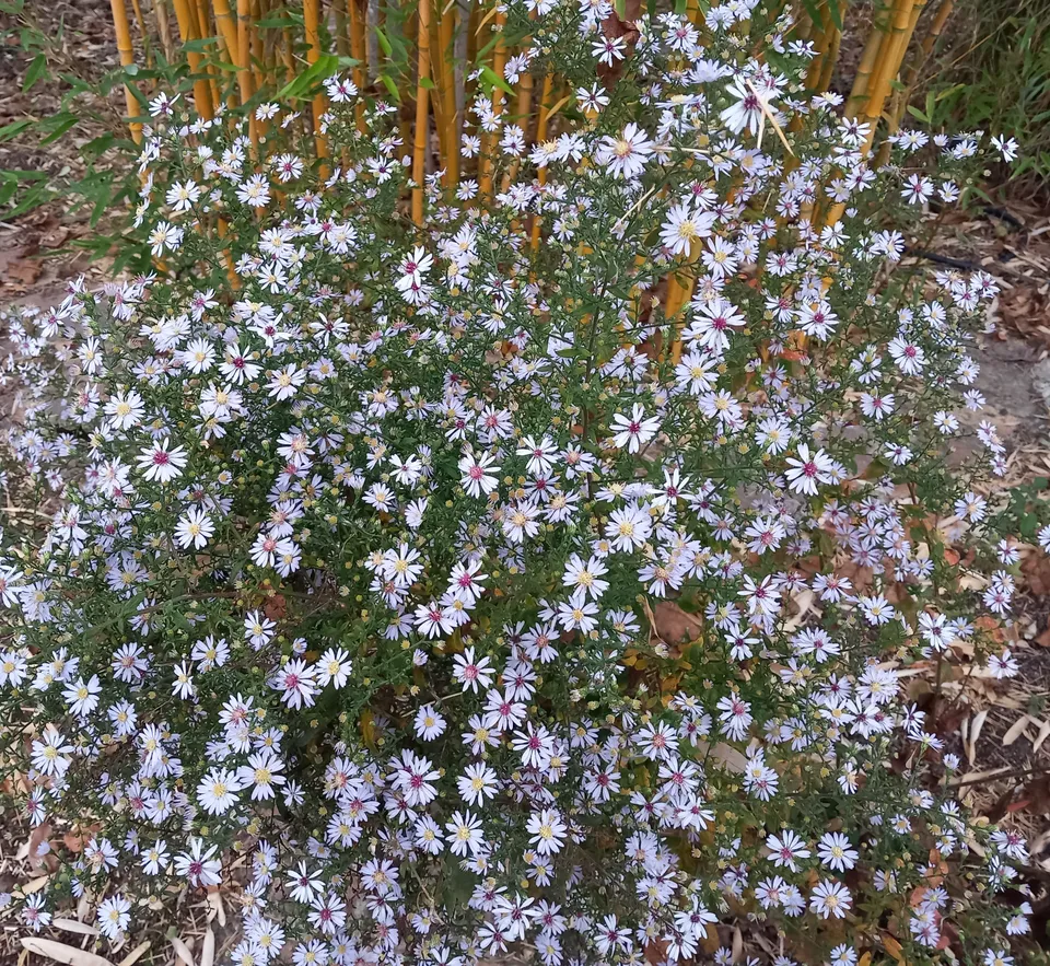 Passion Vivaces Aster cordifolius White Chief plante 1 L blanc