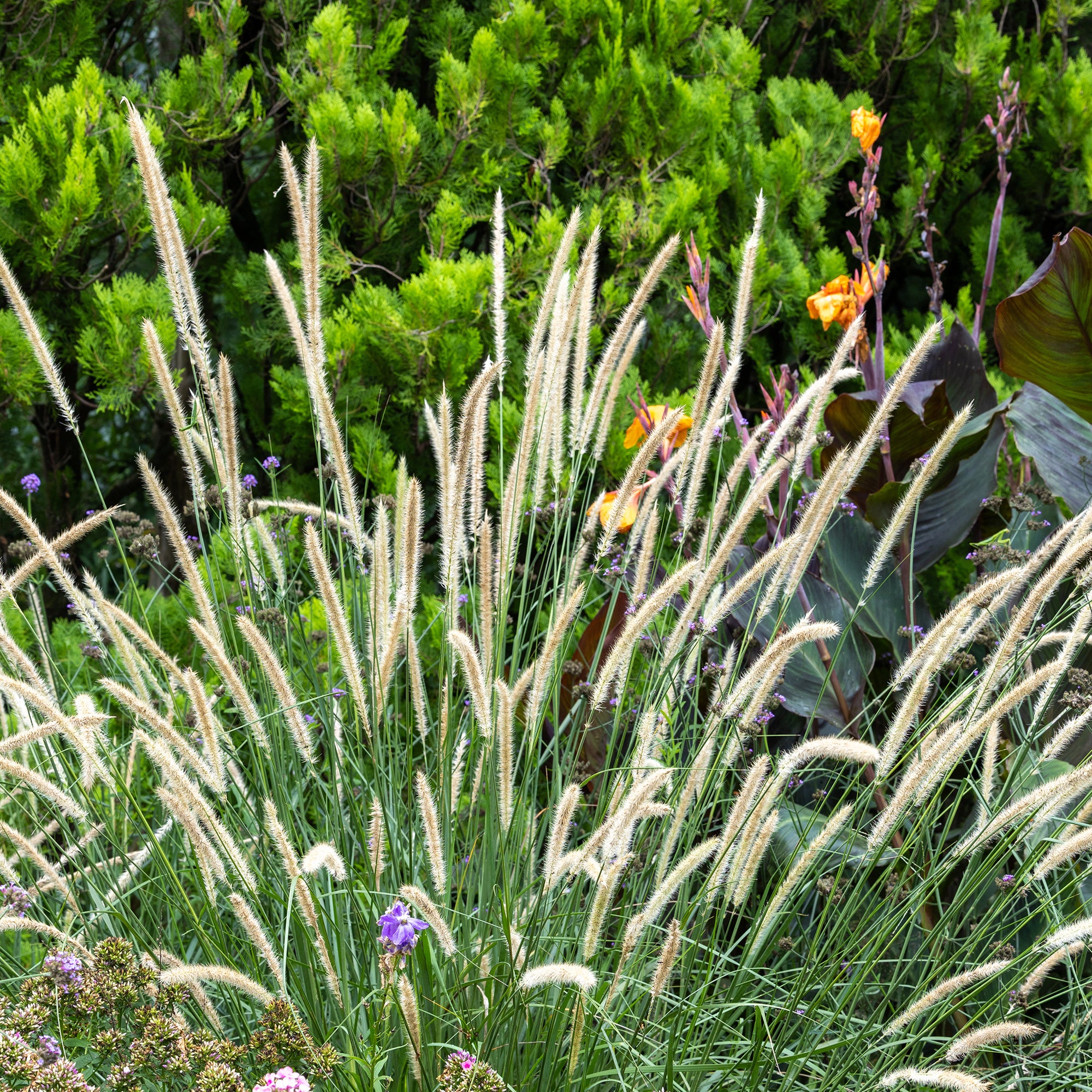 Bakker Pennisetum macrourum pot 9cm crème