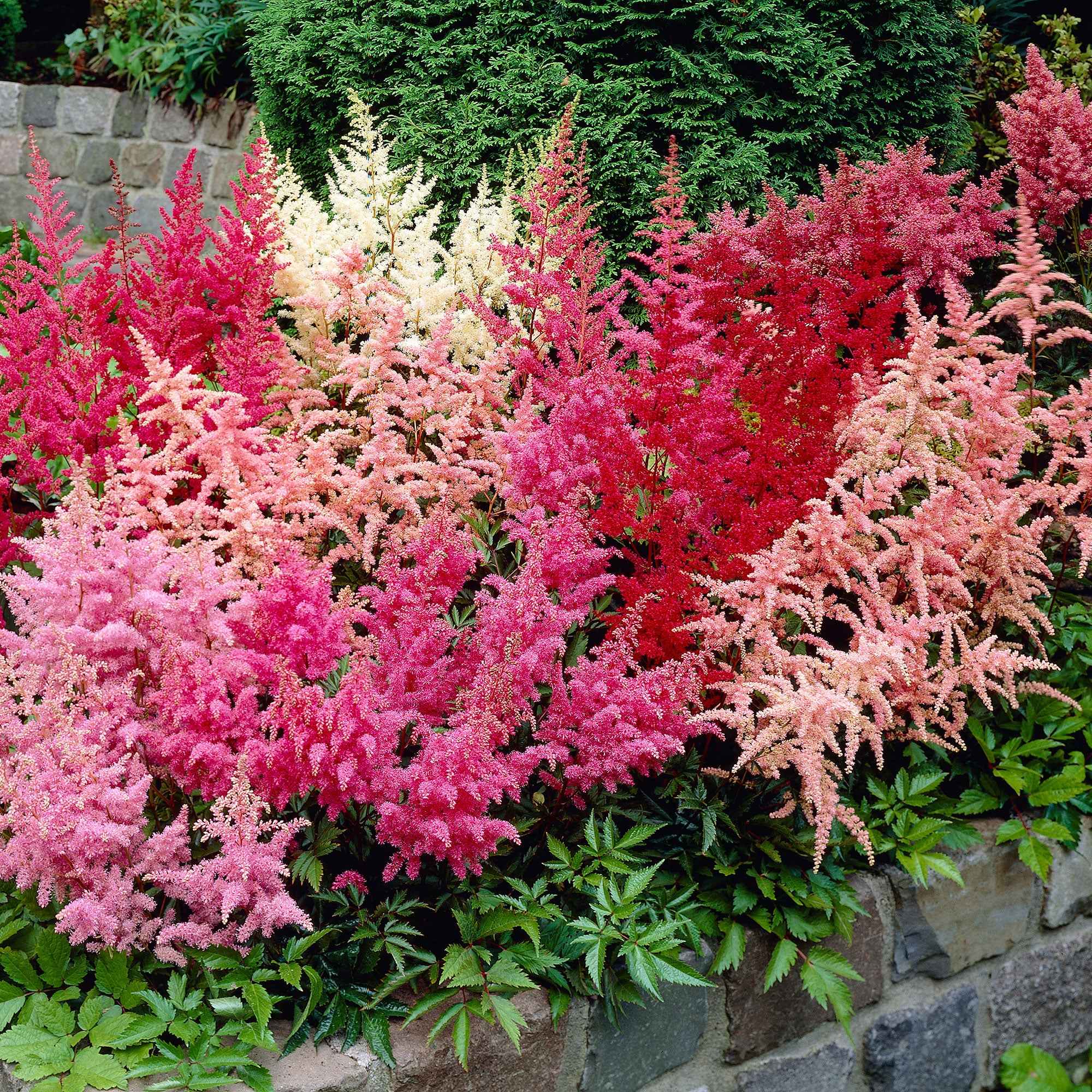 Bakker Astilbes mélange vivace 4 racines nues ombre humide
