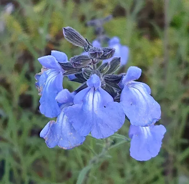 Passion Vivaces Salvia azurea sauge pot 1 L bleu azur