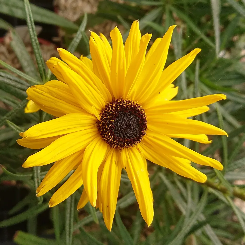 Passion Vivaces Helianthus Table Mountain tournesol pot 1L