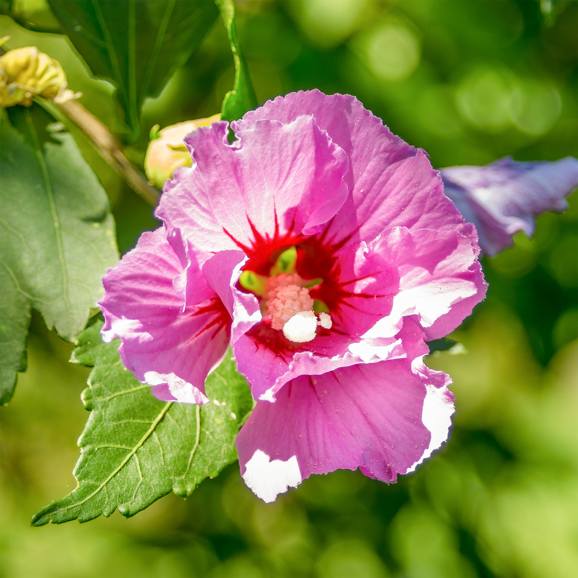 Bakker Hibiscus Woodbridge arbuste pot 2L 25-30cm rose