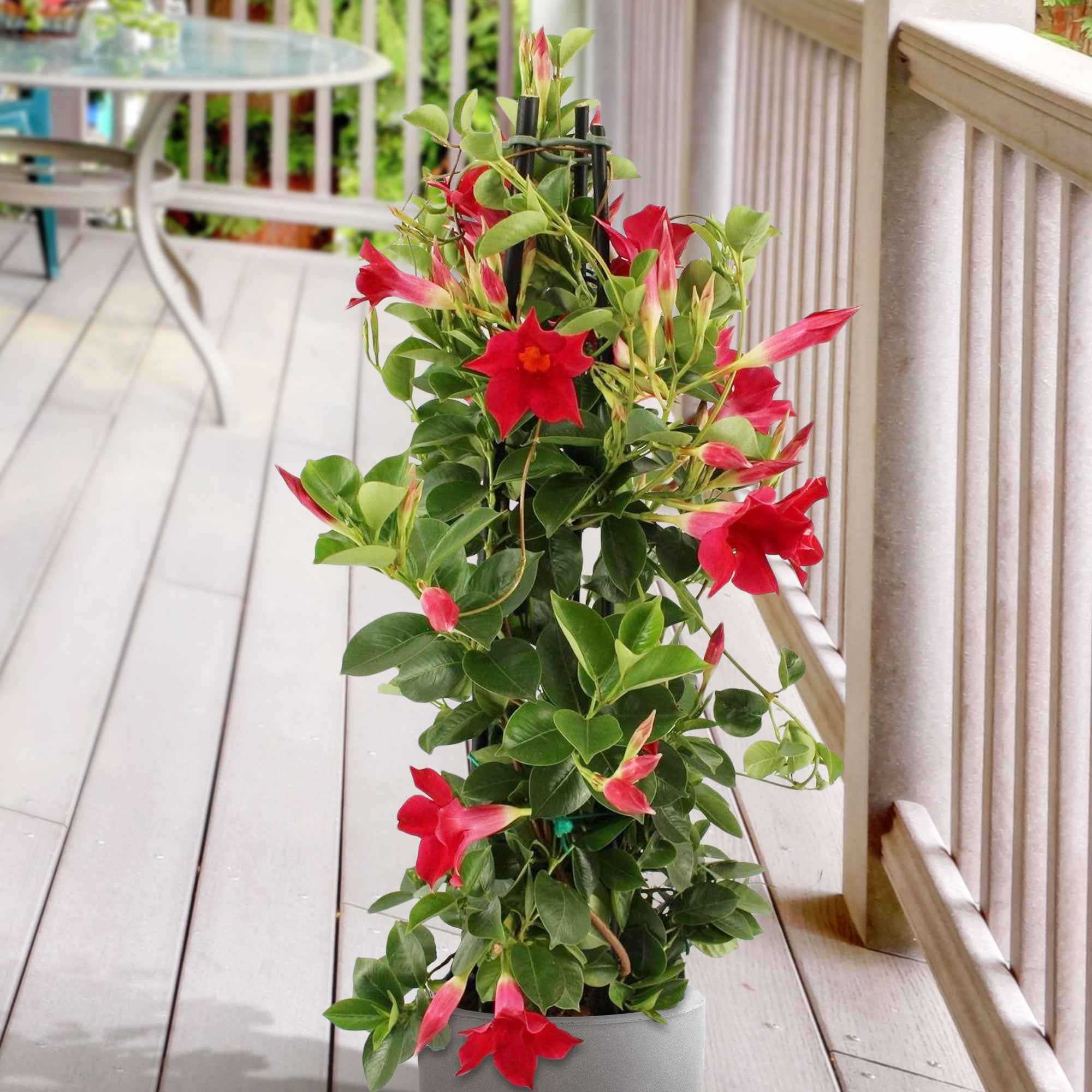 Bakker Dipladenia pyramide rouge Mandevilla pot 2L 40-50cm fleurs rouges