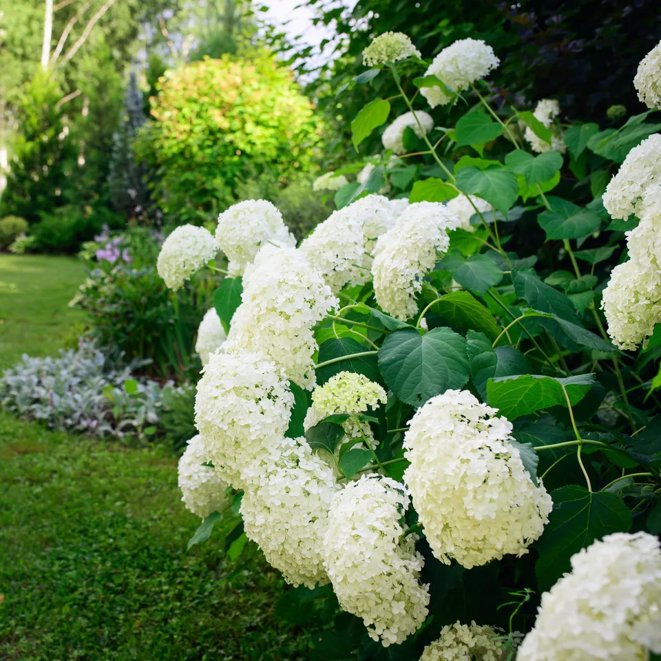 Bakker Hortensia Annabelle arbuste fleuri 1,5L boule blanche