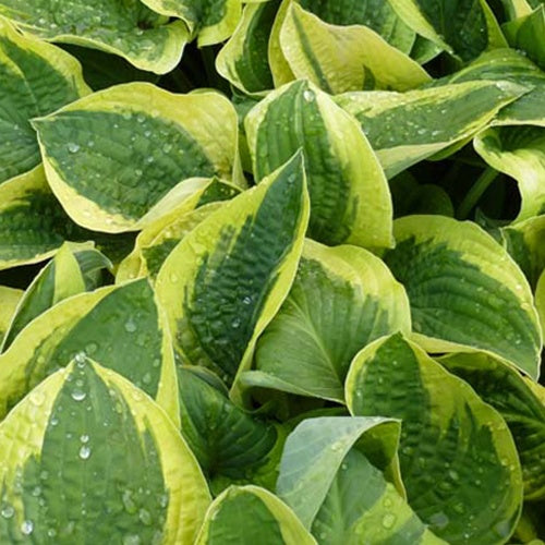 Bakker Hosta Mama Mia plante vivace pot Ø 9cm ombre