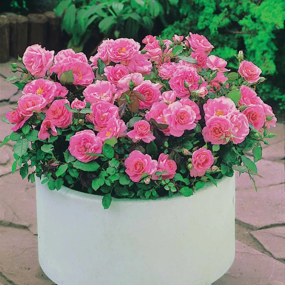 Bakker 3 Mini-rosiers Randilla rose racines nues fleur rose