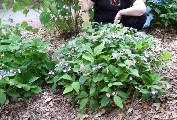 Les Hortensias du Haut Bois Hallasan hortensia serrata godet plat