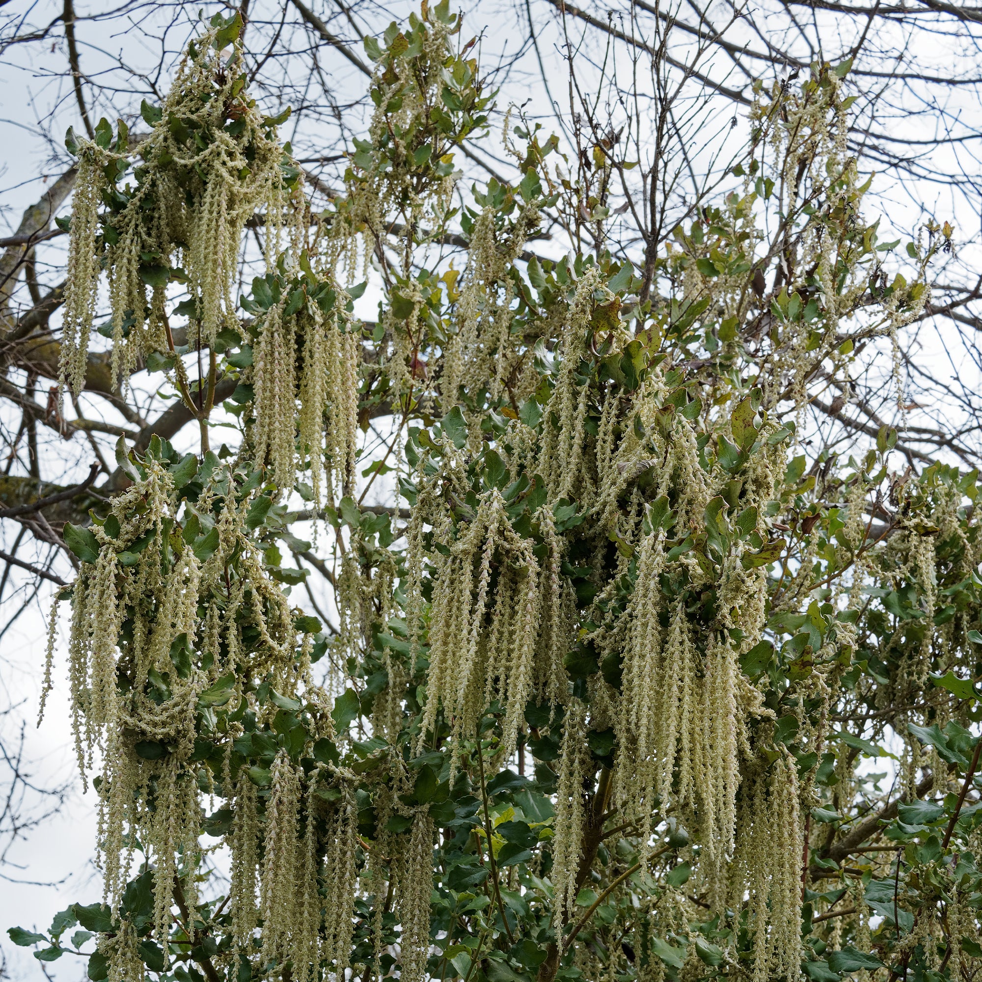 Bakker Garrya elliptica arbuste pot 2L 25-30cm floraison hiver