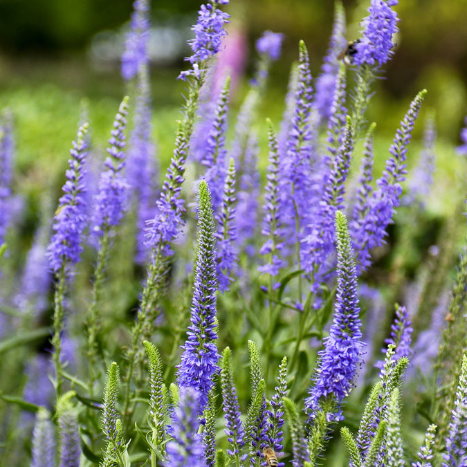 Bakker Plantes vivaces Véronique en épis plante violette pot 9cm