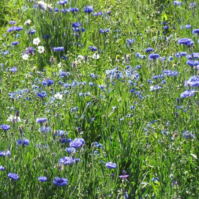 Bakker Potager et Graines Mélange fleuri bleu graines 20g 15m²