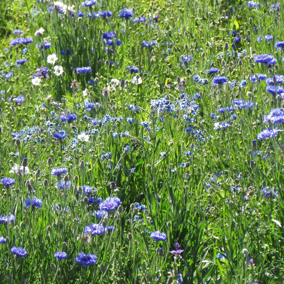 Bakker Potager et Graines Mélange fleuri bleu graines 20g 15m²